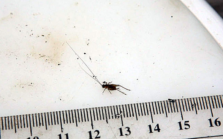 Porno xotini pul qiladi